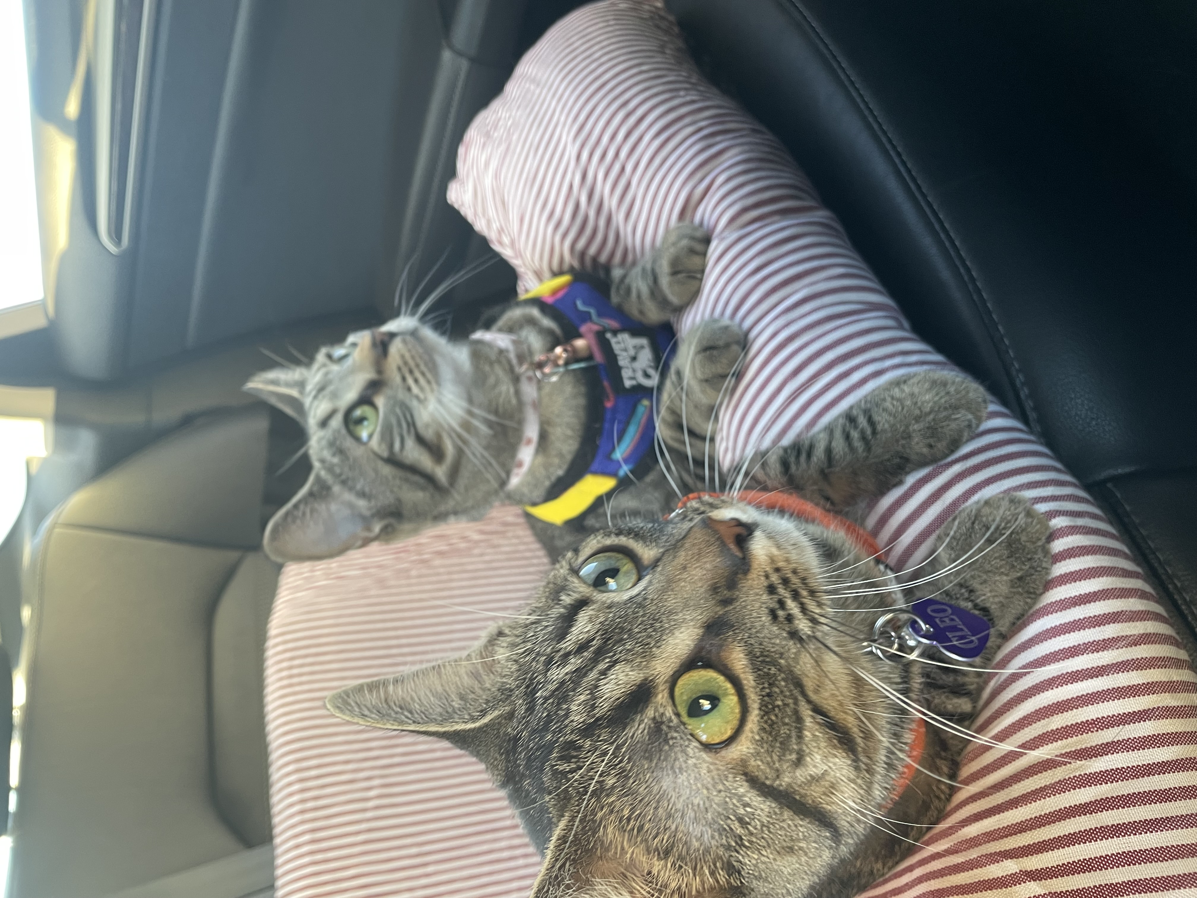 Izzy and Cleo